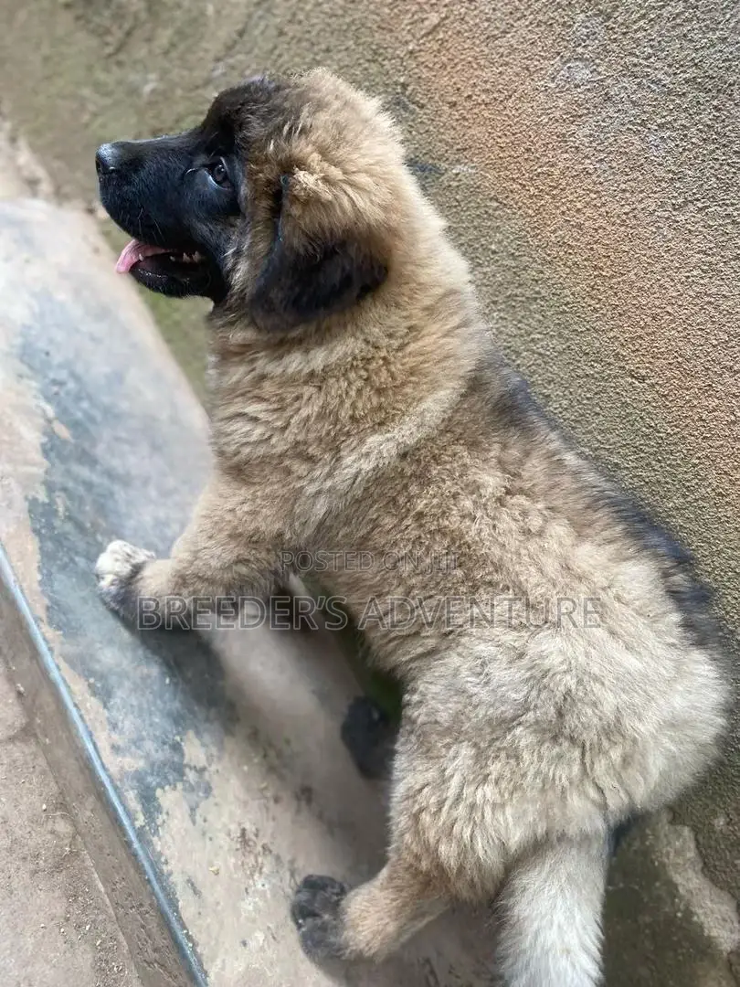 1-3 months Male Purebred Caucasian Shepherd