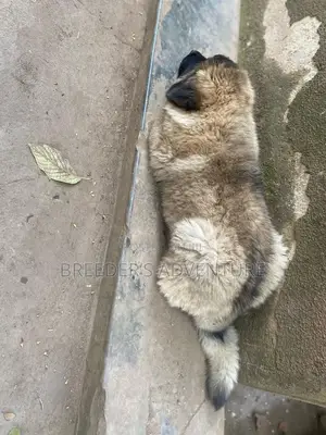 1-3 months Male Purebred Caucasian Shepherd