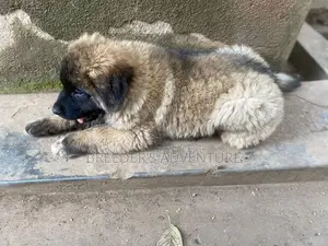 1-3 months Male Purebred Caucasian Shepherd