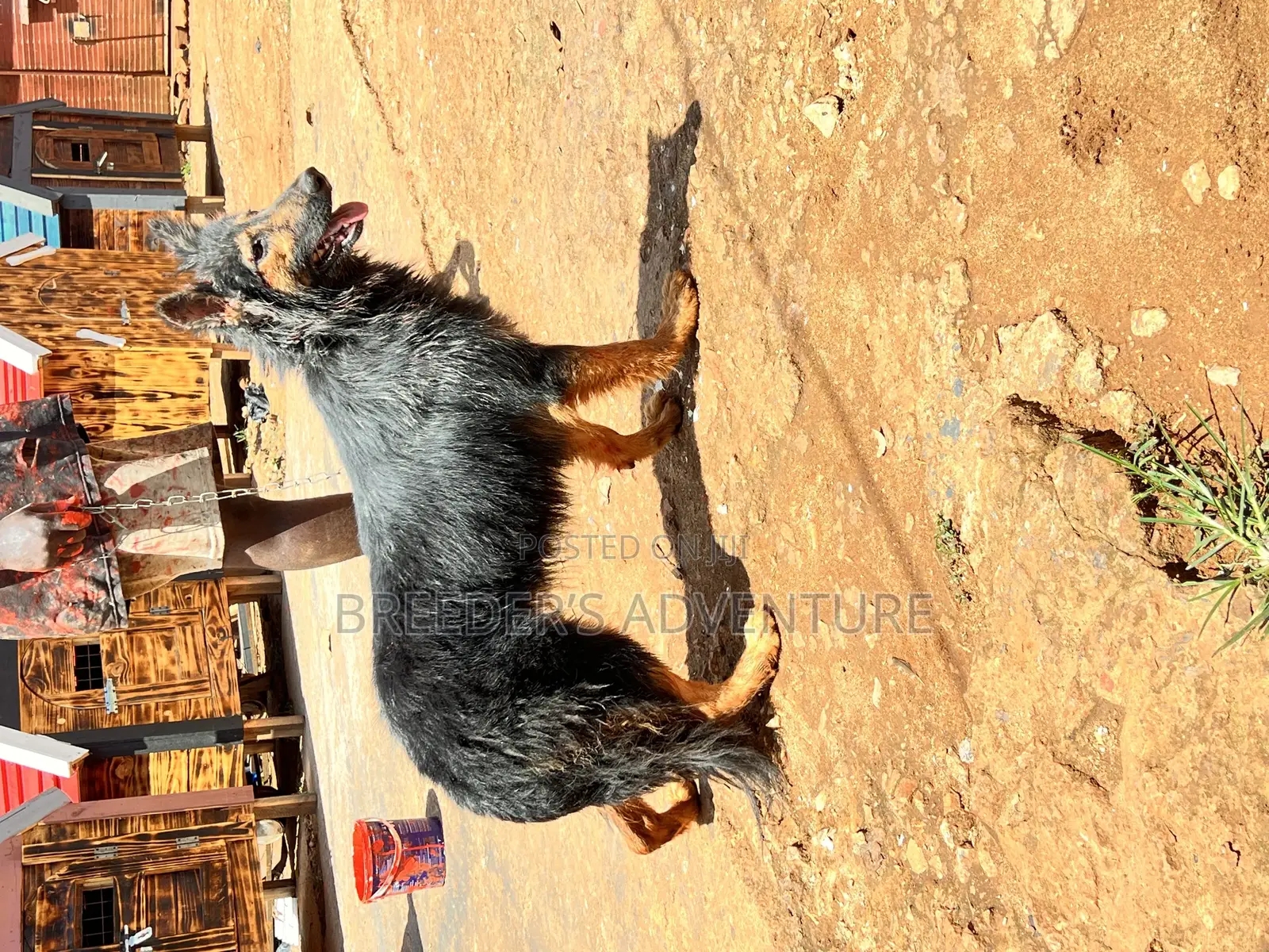 3-6 months Female Purebred German Shepherd