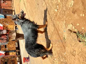 3-6 months Female Purebred German Shepherd