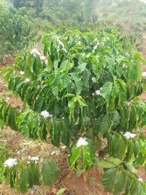 Coffee Seedlings