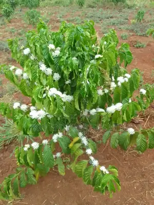 Coffee Seedlings