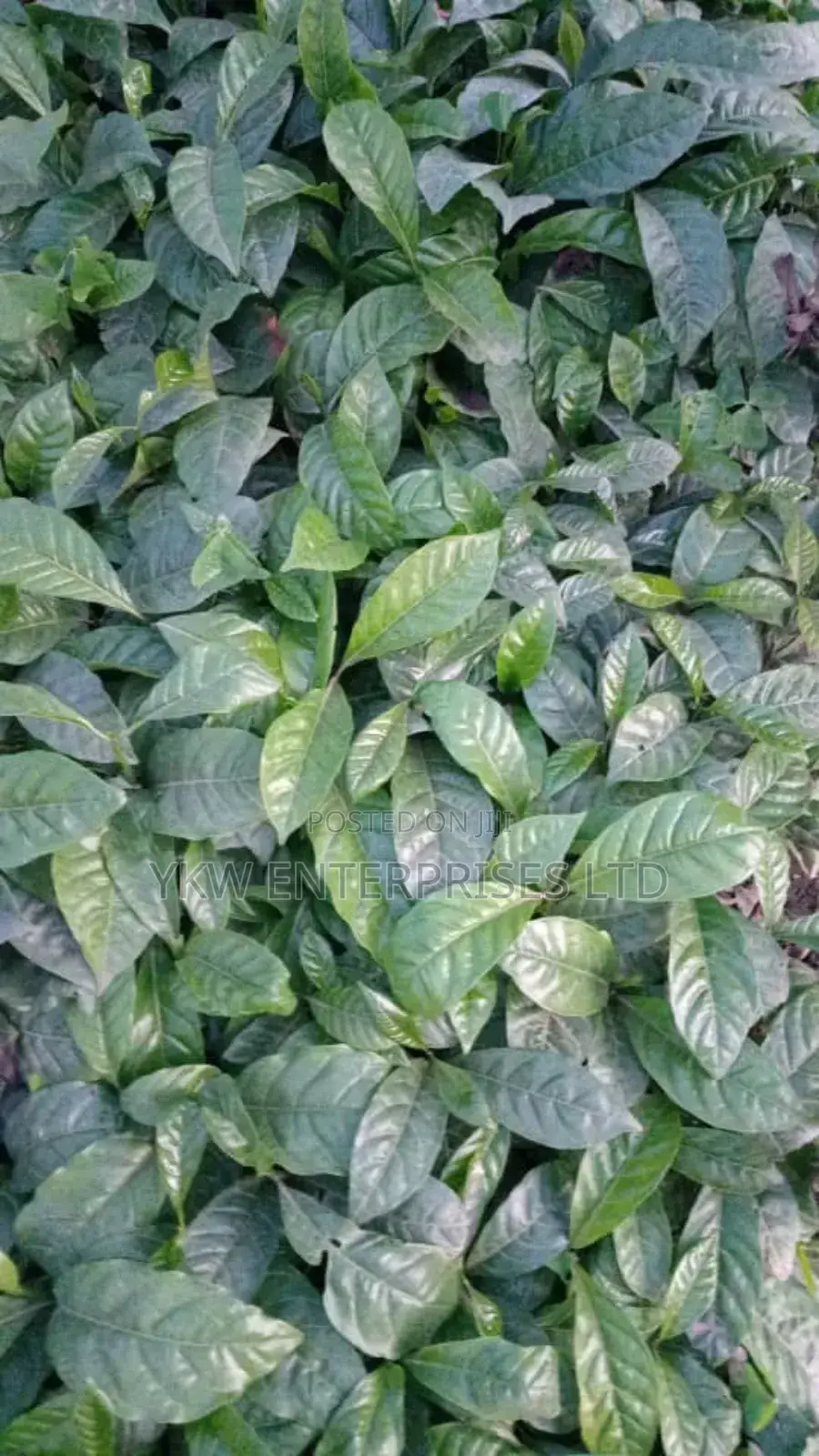 Coffee Seedlings