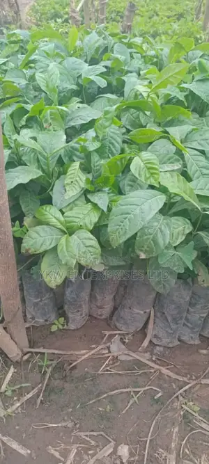 Coffee Seedlings