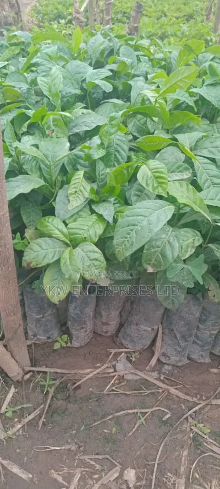 Coffee Seedlings