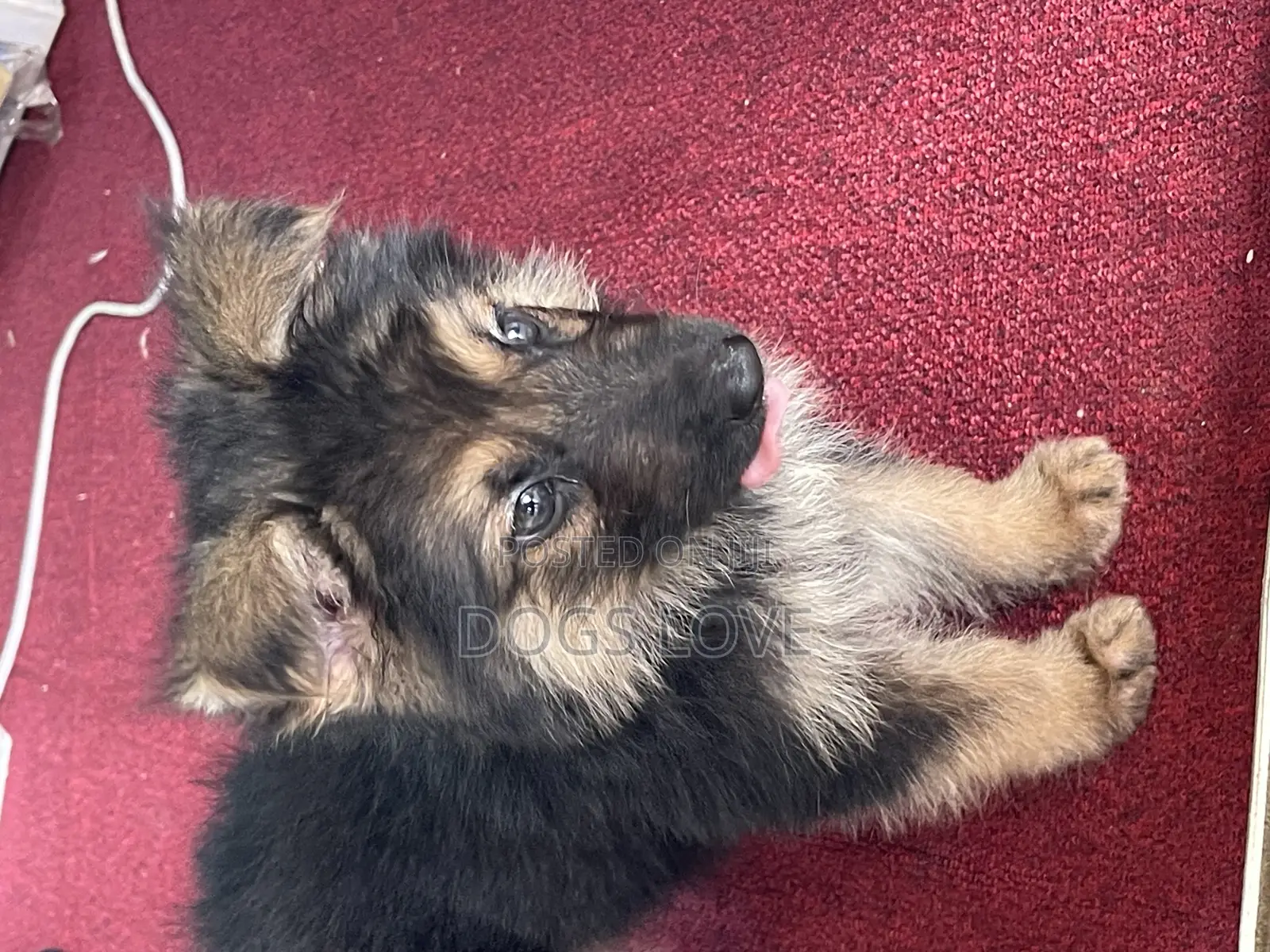 1-3 months Male Purebred German Shepherd