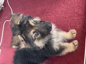 1-3 months Male Purebred German Shepherd