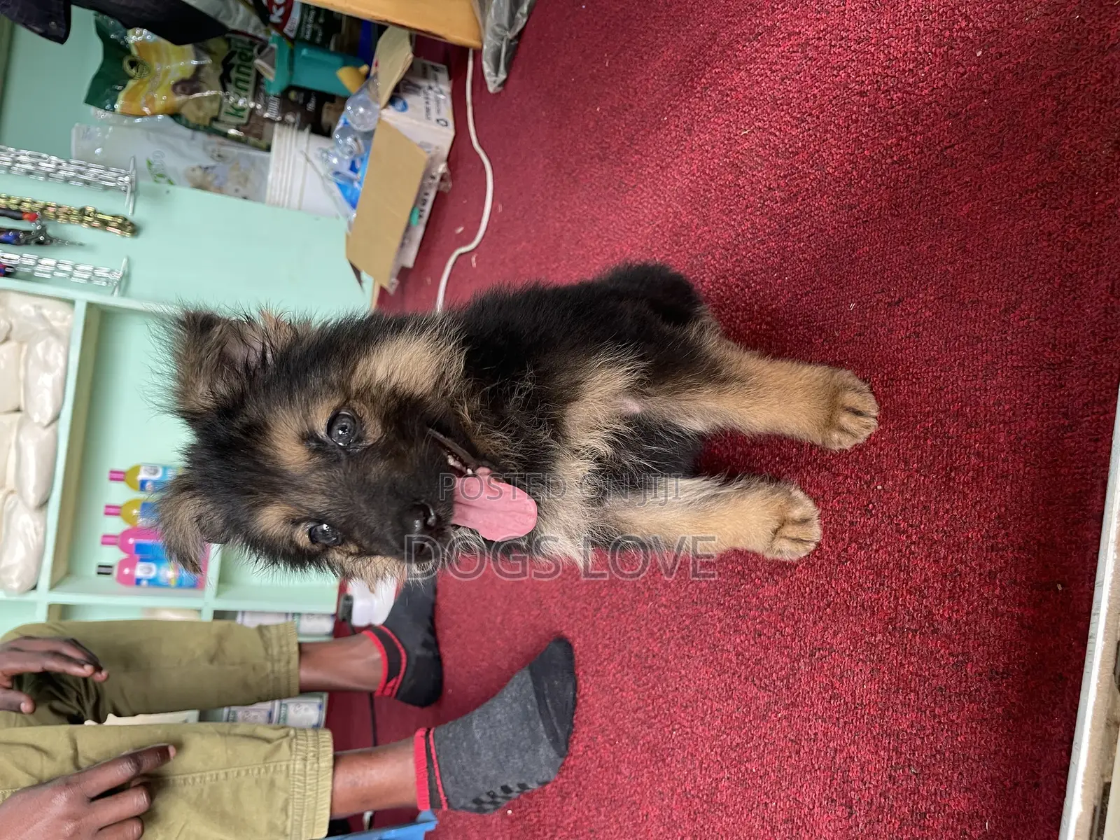 1-3 months Male Purebred German Shepherd