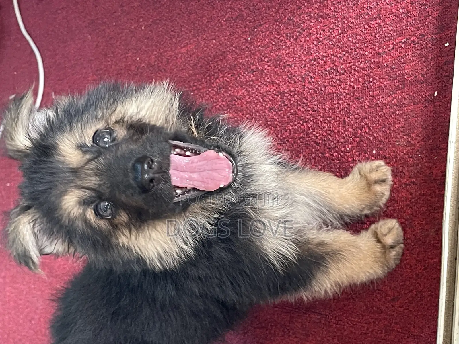 1-3 months Male Purebred German Shepherd