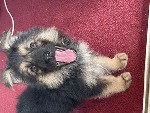 1-3 months Male Purebred German Shepherd