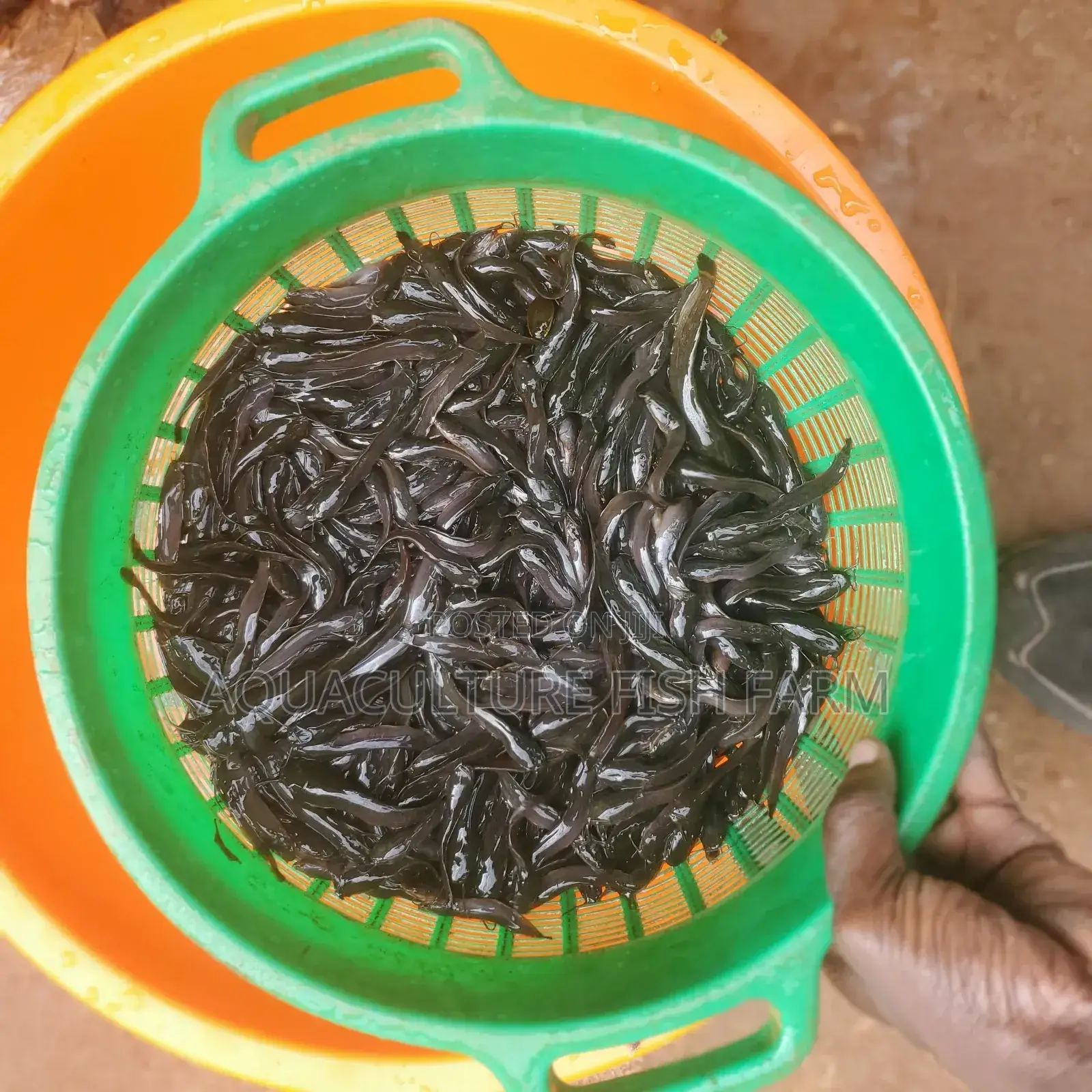 Catfish Fingerlings 4 Grams, for Hatchery Management and Production.
