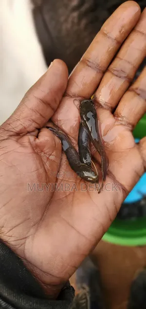 Catfish Fingerlings 4 Grams, for Hatchery Management and Production.