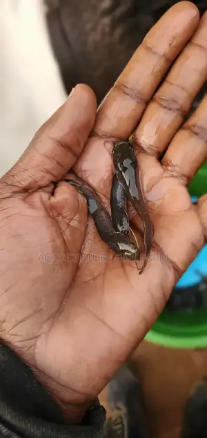Catfish Fingerlings 4 Grams, for Hatchery Management and Production.