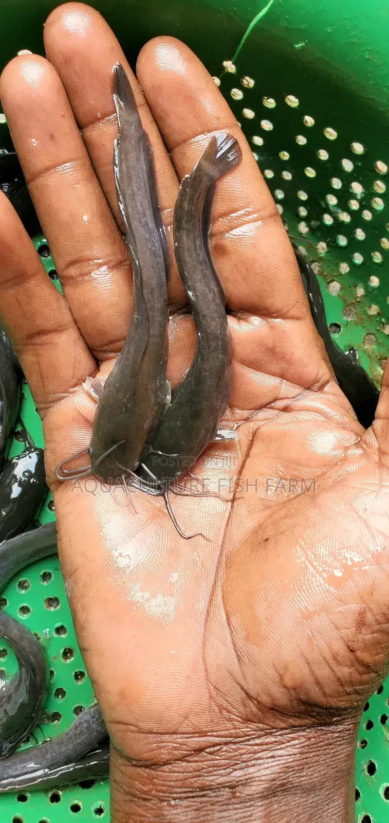Catfish Fingerlings 4 Grams, for Hatchery Management and Production.