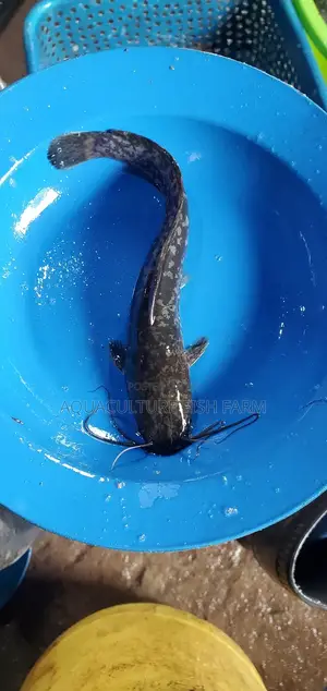 Catfish Fingerlings 4 Grams, for Hatchery Management and Production.