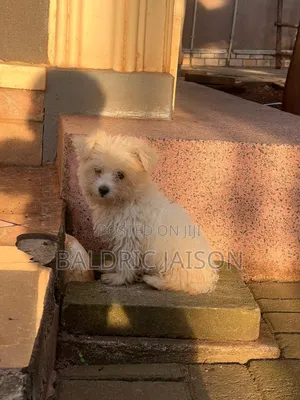1-3 months Male Purebred Maltese