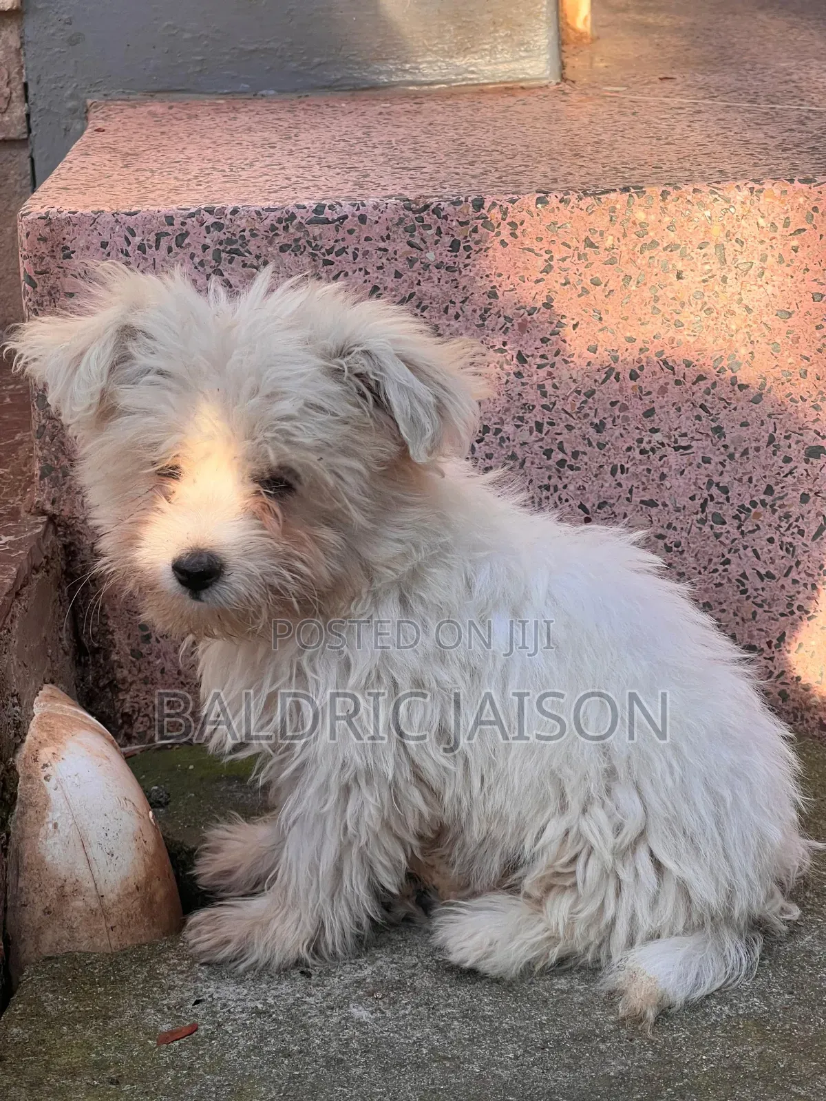 1-3 months Male Purebred Maltese
