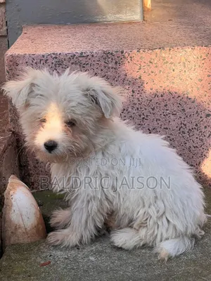 1-3 months Male Purebred Maltese