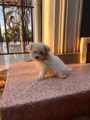 1-3 months Male Purebred Maltese