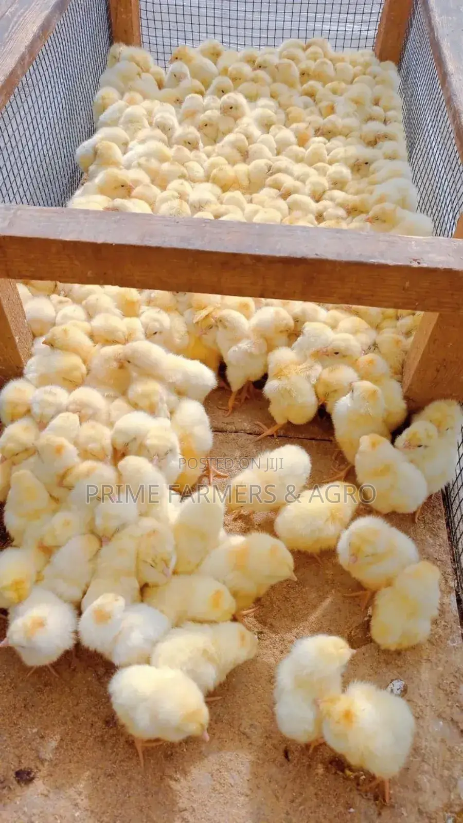 Day Old Chicks
