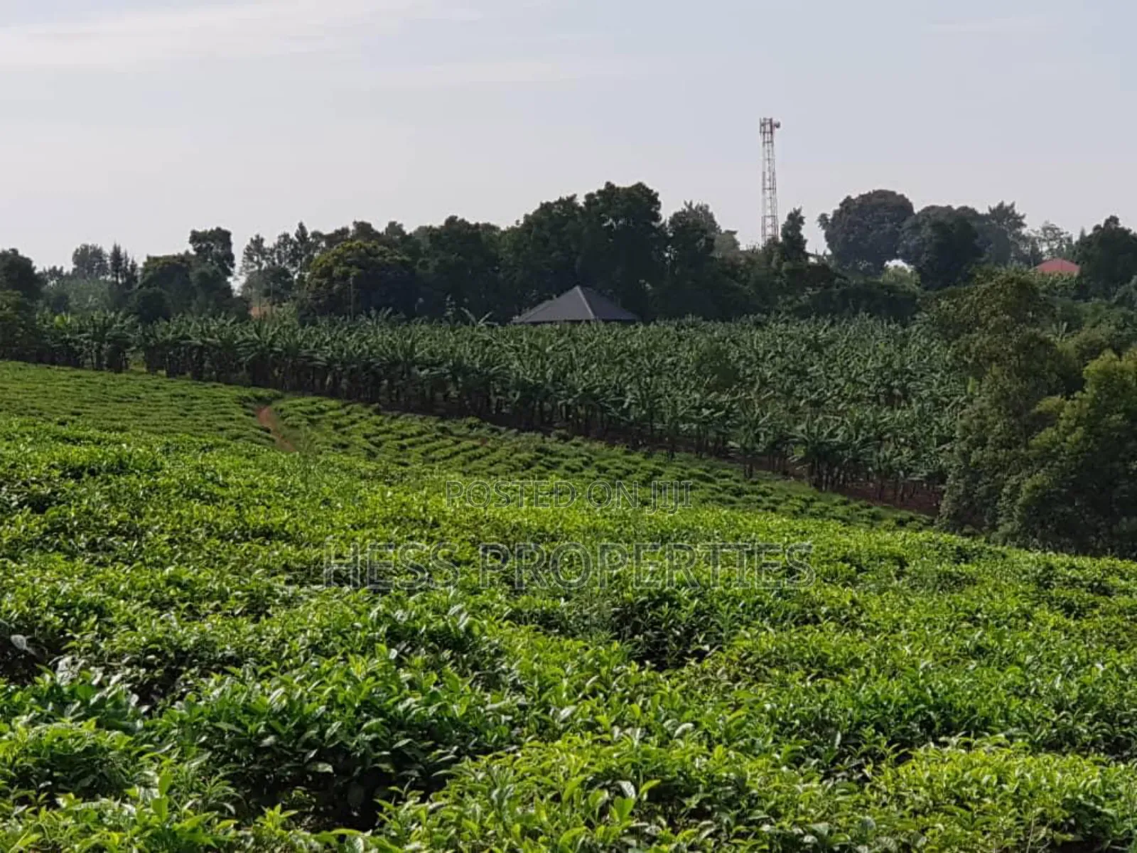 43acres of Land on Sale Located in Kyenjojo District