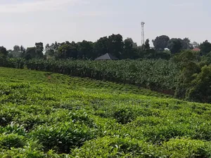 43acres of Land on Sale Located in Kyenjojo District