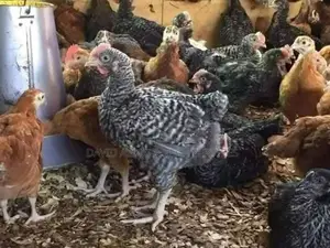 Brooded One Month Kroilers