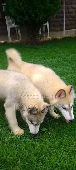 3-6 months Male Purebred Alaskan Malamute