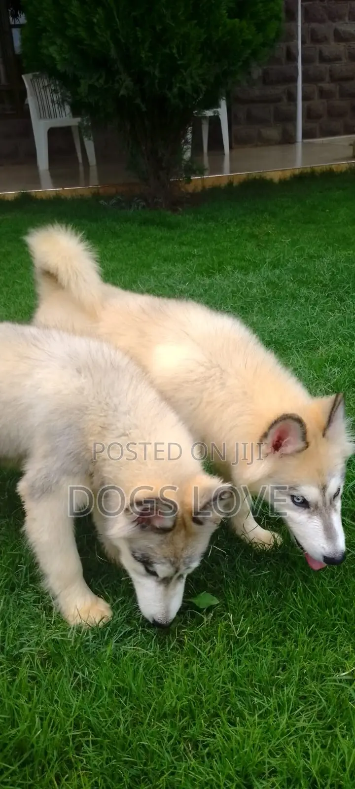 3-6 months Male Purebred Alaskan Malamute