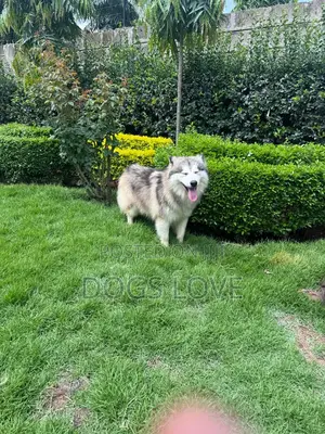 3-6 months Male Purebred Alaskan Malamute