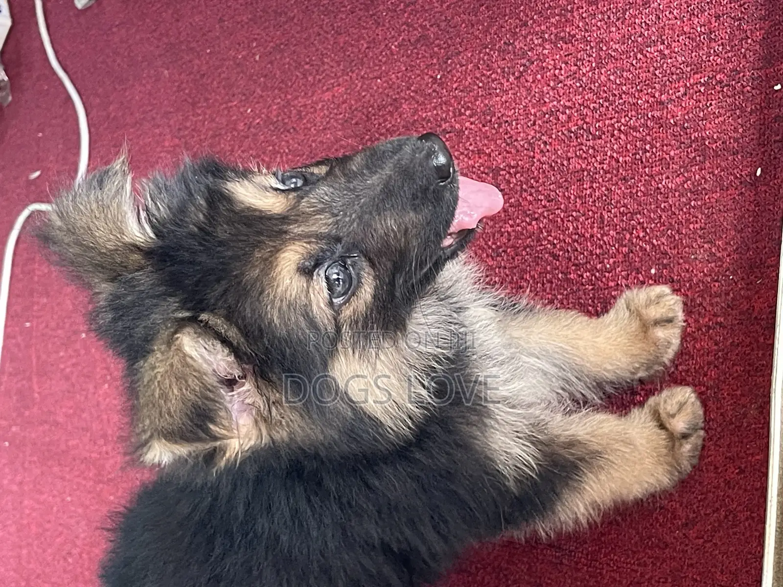 1-3 months Female Purebred German Shepherd