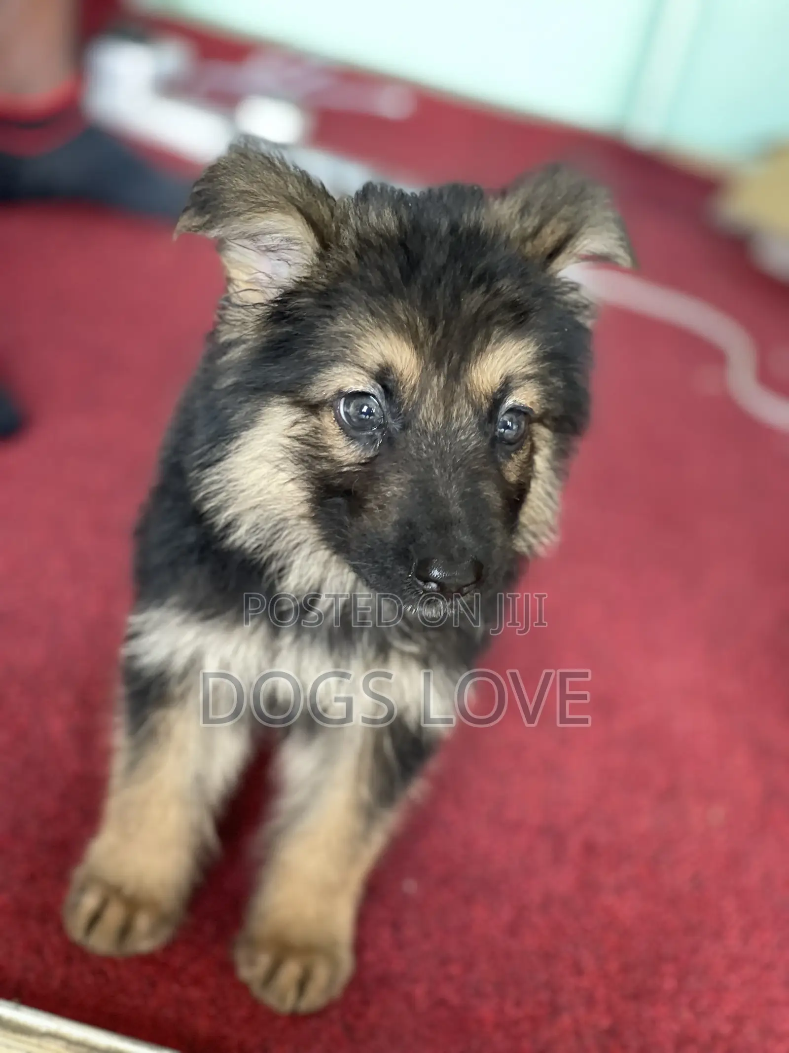1-3 months Female Purebred German Shepherd