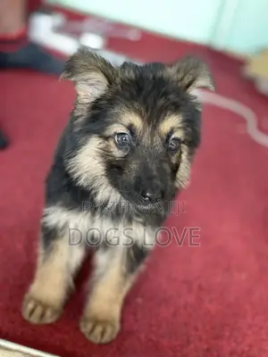 1-3 months Female Purebred German Shepherd