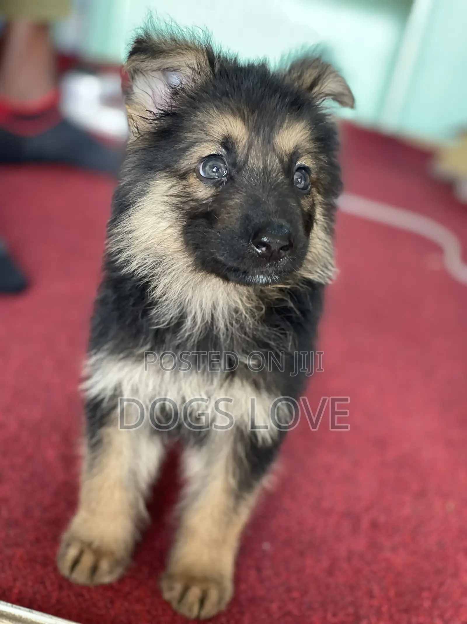 1-3 months Female Purebred German Shepherd