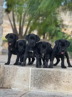 3-6 months Female Purebred Cane Corso
