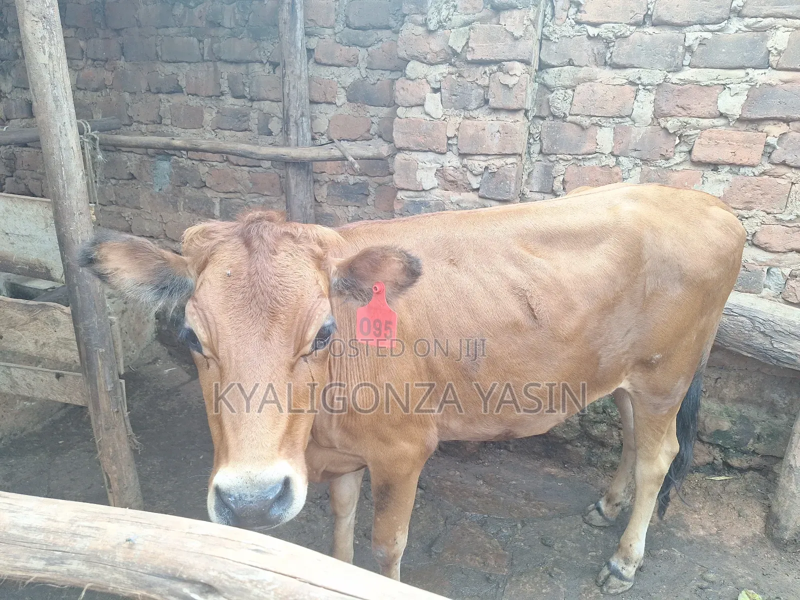 Cows Jersey Heifers