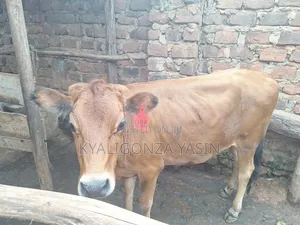 Cows Jersey Heifers
