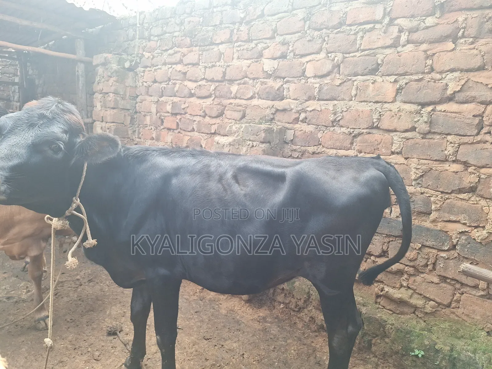 Cows Jersey Heifers