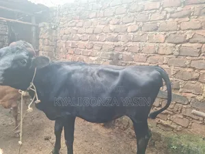 Cows Jersey Heifers