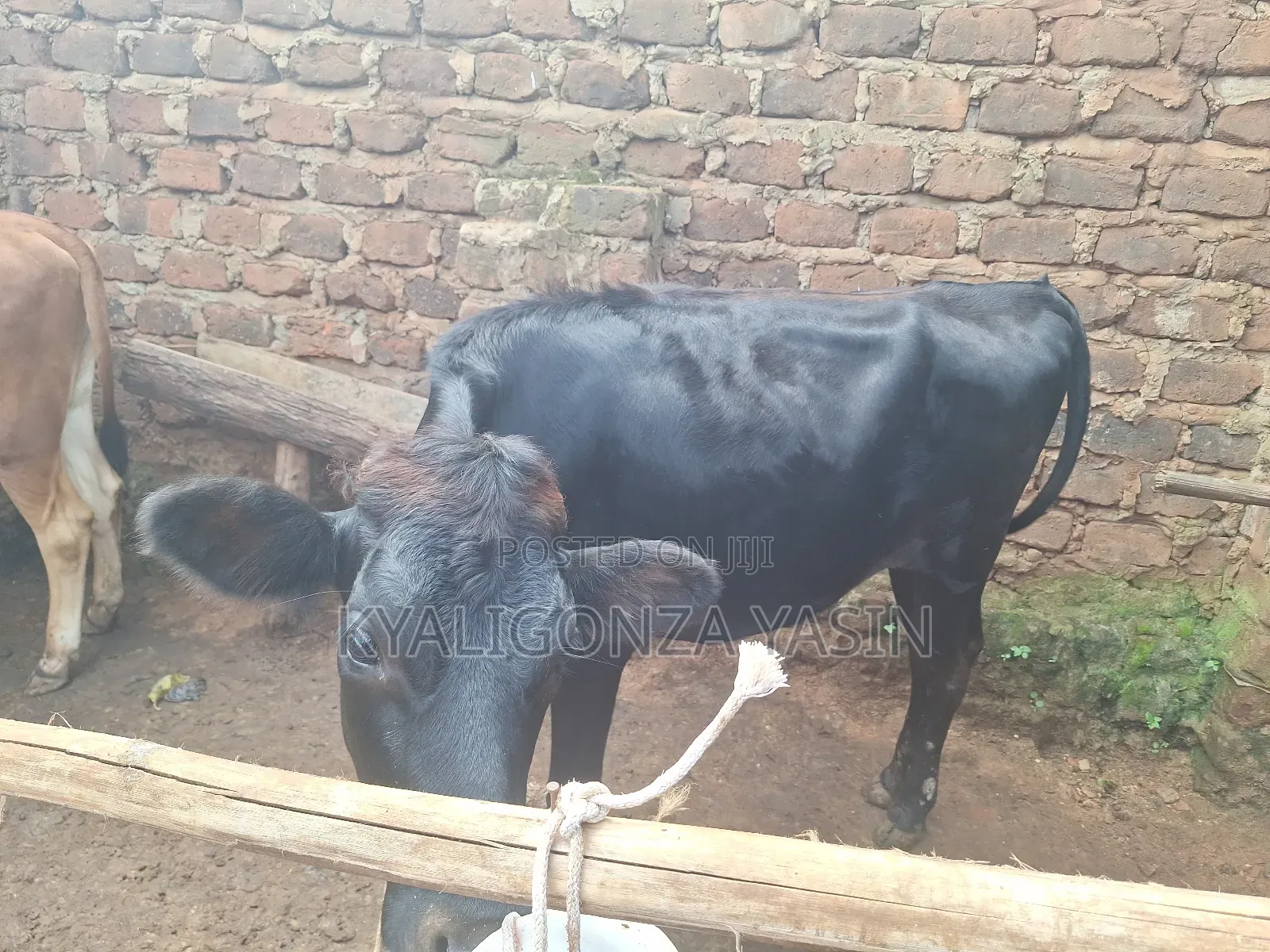Cows Jersey Heifers