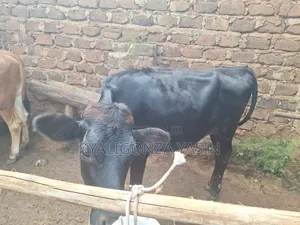 Cows Jersey Heifers
