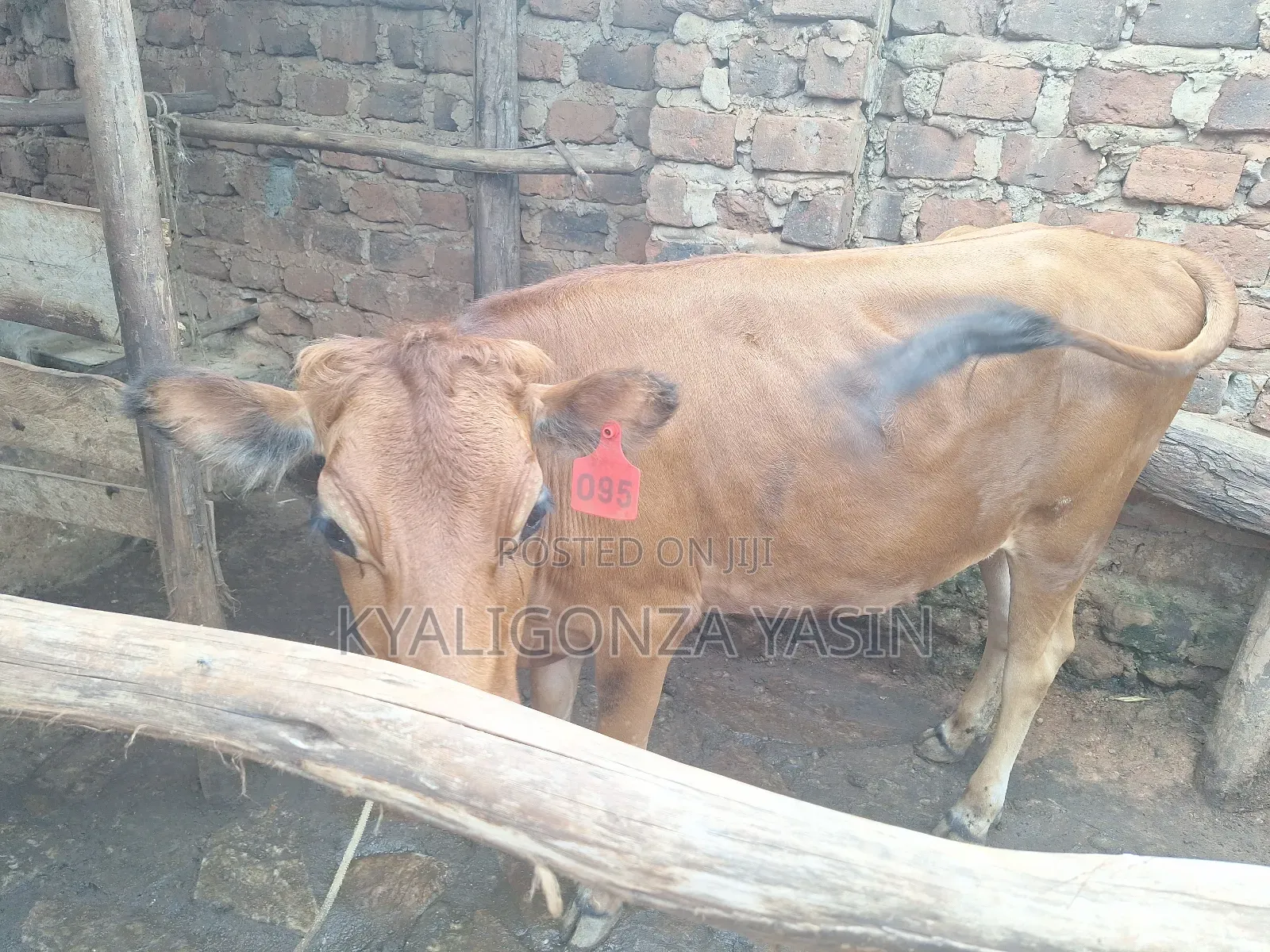 Cows Jersey Heifers