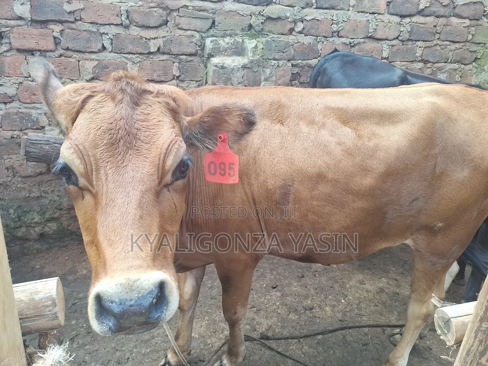 Cows Jersey Heifers