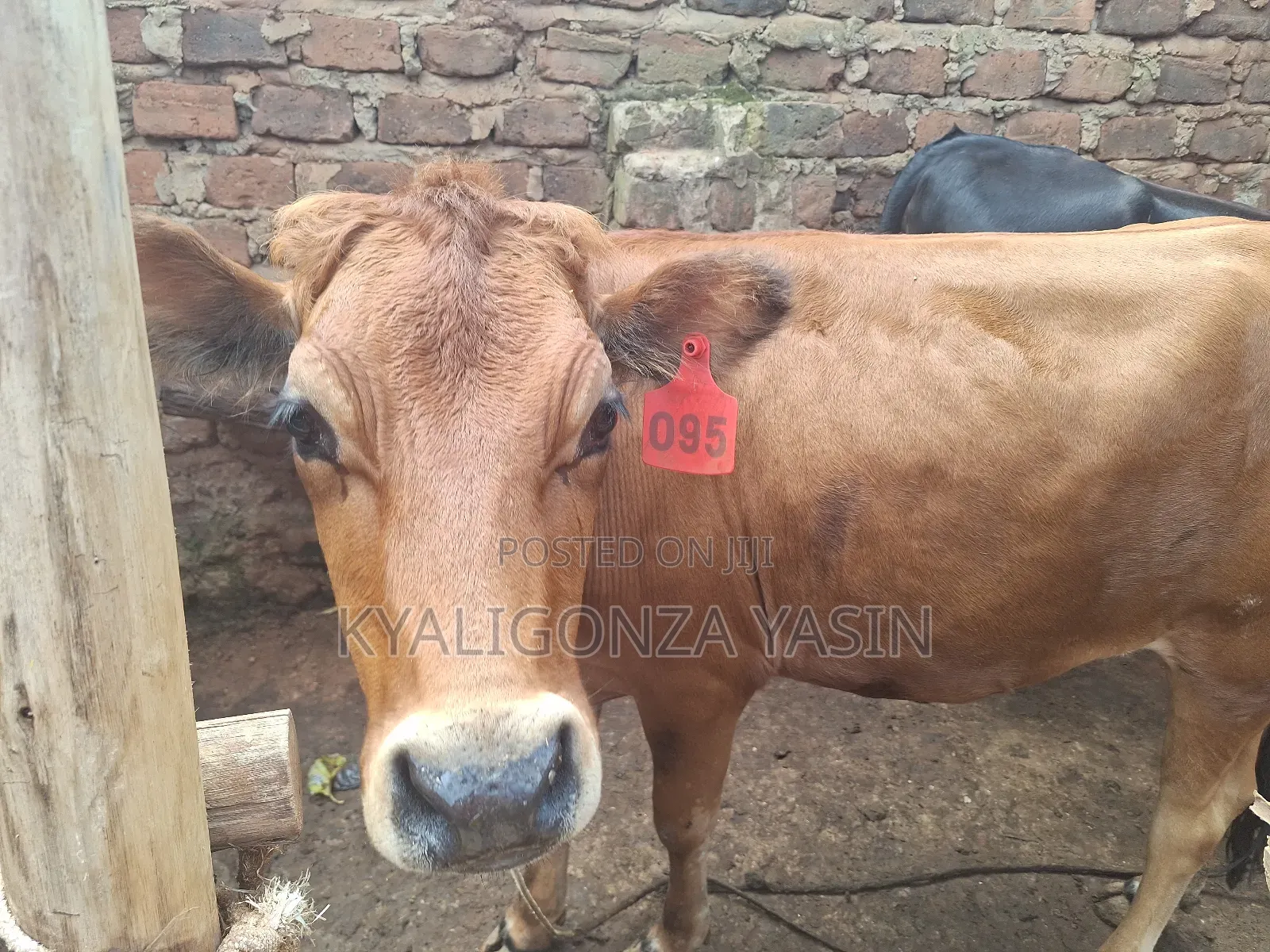 Cows Jersey Heifers