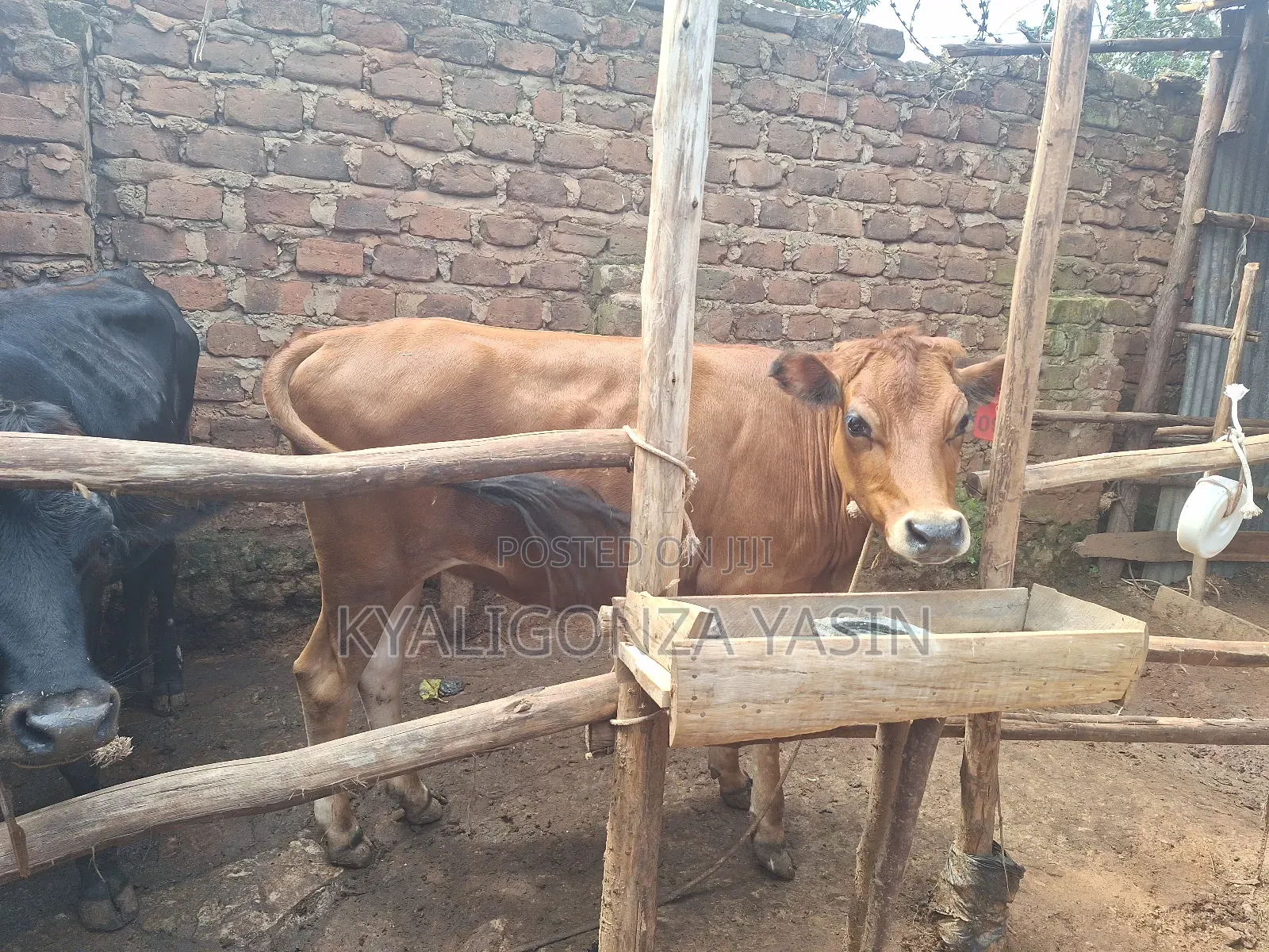 Cows Jersey Heifers