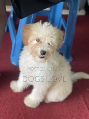 3-6 months Female Purebred Maltese