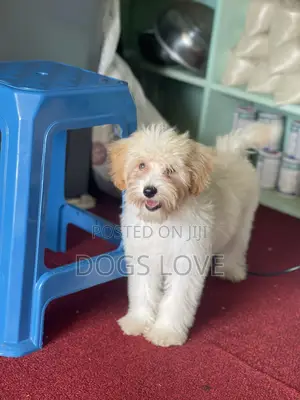 3-6 months Female Purebred Maltese