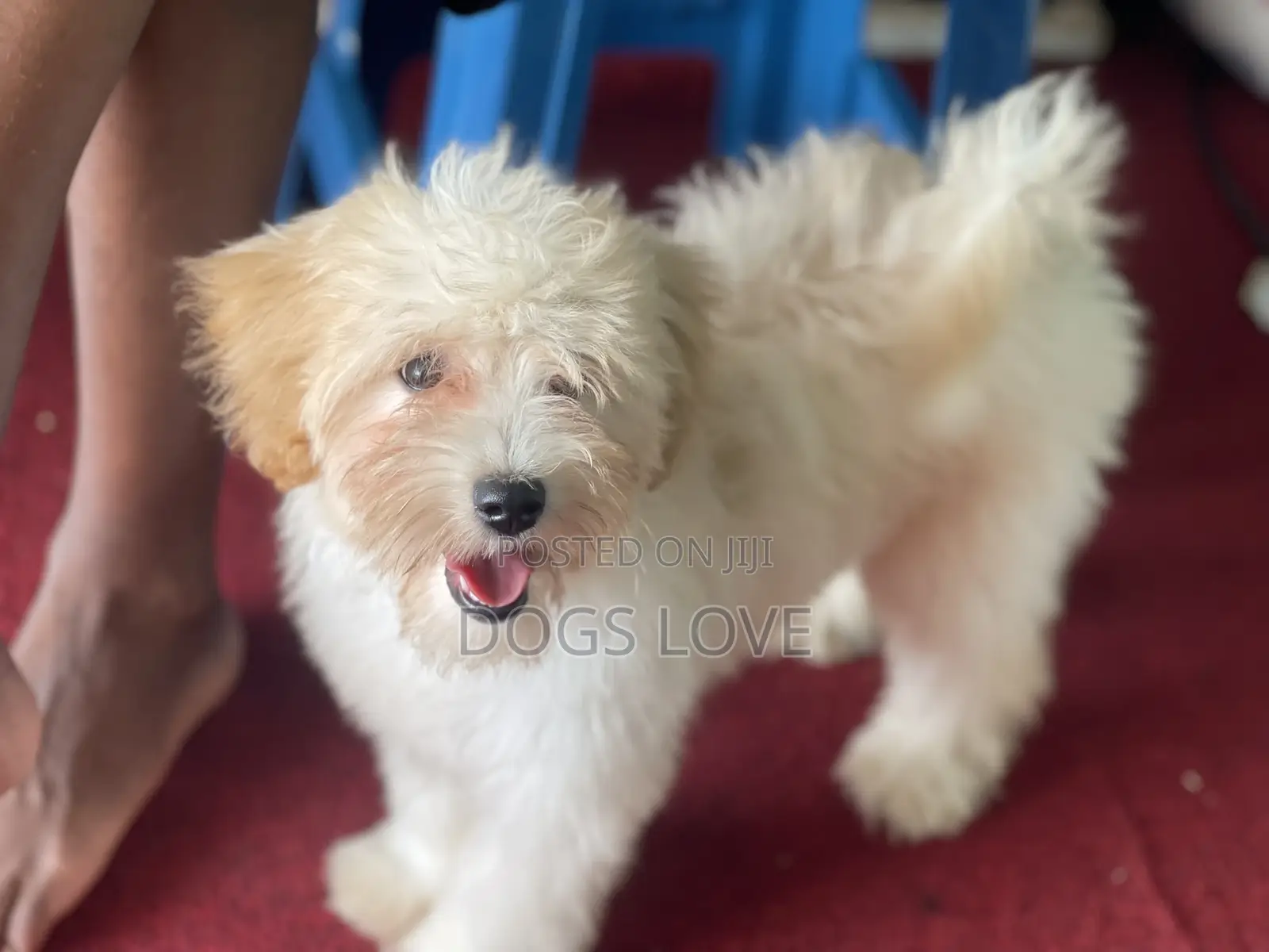 3-6 months Female Purebred Maltese