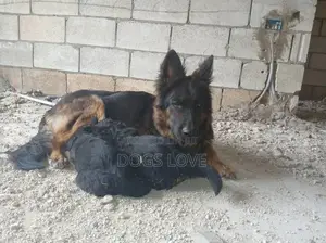 3-6 months Male Purebred German Shepherd